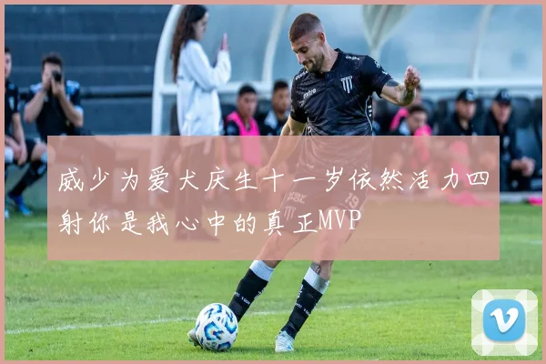威少为爱犬庆生十一岁依然活力四射你是我心中的真正MVP